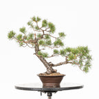 Bonsái - Pino silvestre (Pinus sylvestris) - PS10620