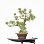 Bonsái - Pino silvestre (Pinus sylvestris) - PS10620