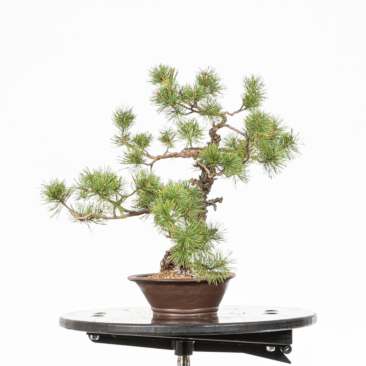 Bonsái - Pino silvestre (Pinus sylvestris) - PS10620