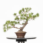 Bonsái - Pino silvestre (Pinus sylvestris) - PS10620