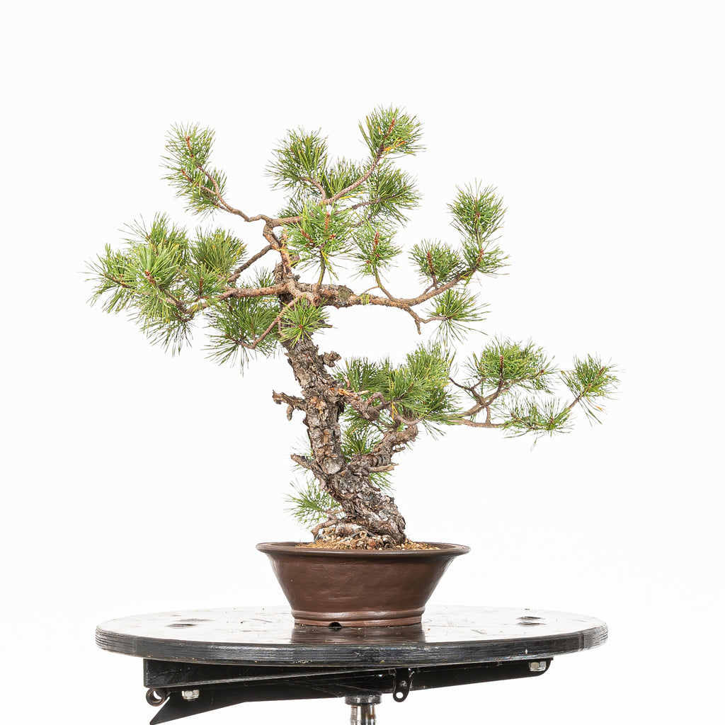 Bonsái - Pino silvestre (Pinus sylvestris) - PS10620