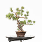 Bonsái - Pino silvestre (Pinus sylvestris) - PS10620