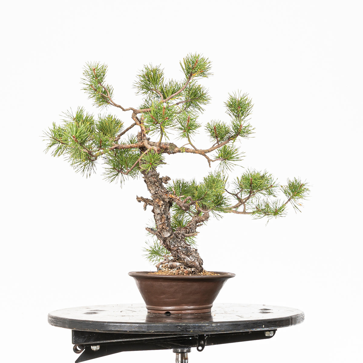Bonsái - Pino silvestre (Pinus sylvestris) - PS10620