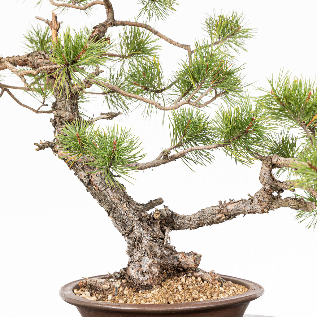 Bonsái - Pino silvestre (Pinus sylvestris) - PS10620