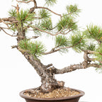 Bonsái - Pino silvestre (Pinus sylvestris) - PS10620