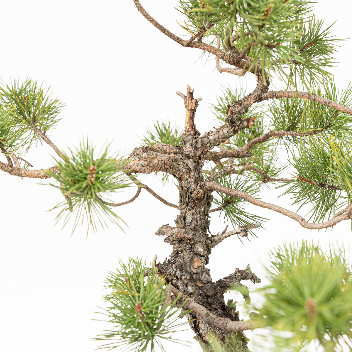 Bonsái - Pino silvestre (Pinus sylvestris) - PS10620