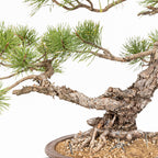 Bonsái - Pino silvestre (Pinus sylvestris) - PS10620