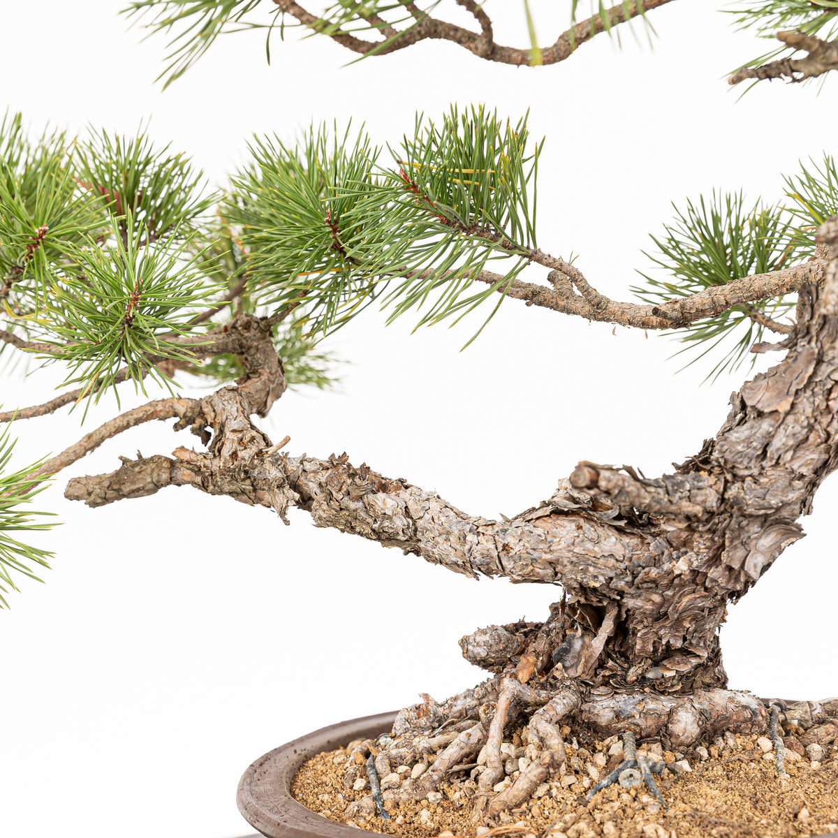 Bonsái - Pino silvestre (Pinus sylvestris) - PS10620