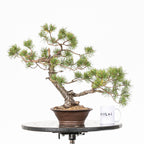 Bonsái - Pino silvestre (Pinus sylvestris) - PS10620