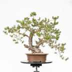 Bonsái - Pino silvestre (Pinus sylvestris) - PS10621