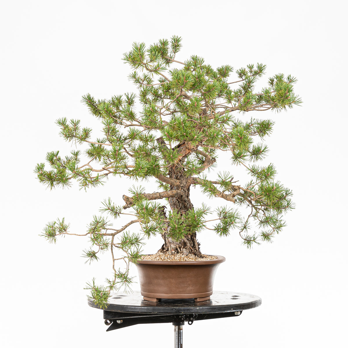 Bonsái - Pino silvestre (Pinus sylvestris) - PS10621