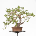 Bonsái - Pino silvestre (Pinus sylvestris) - PS10621