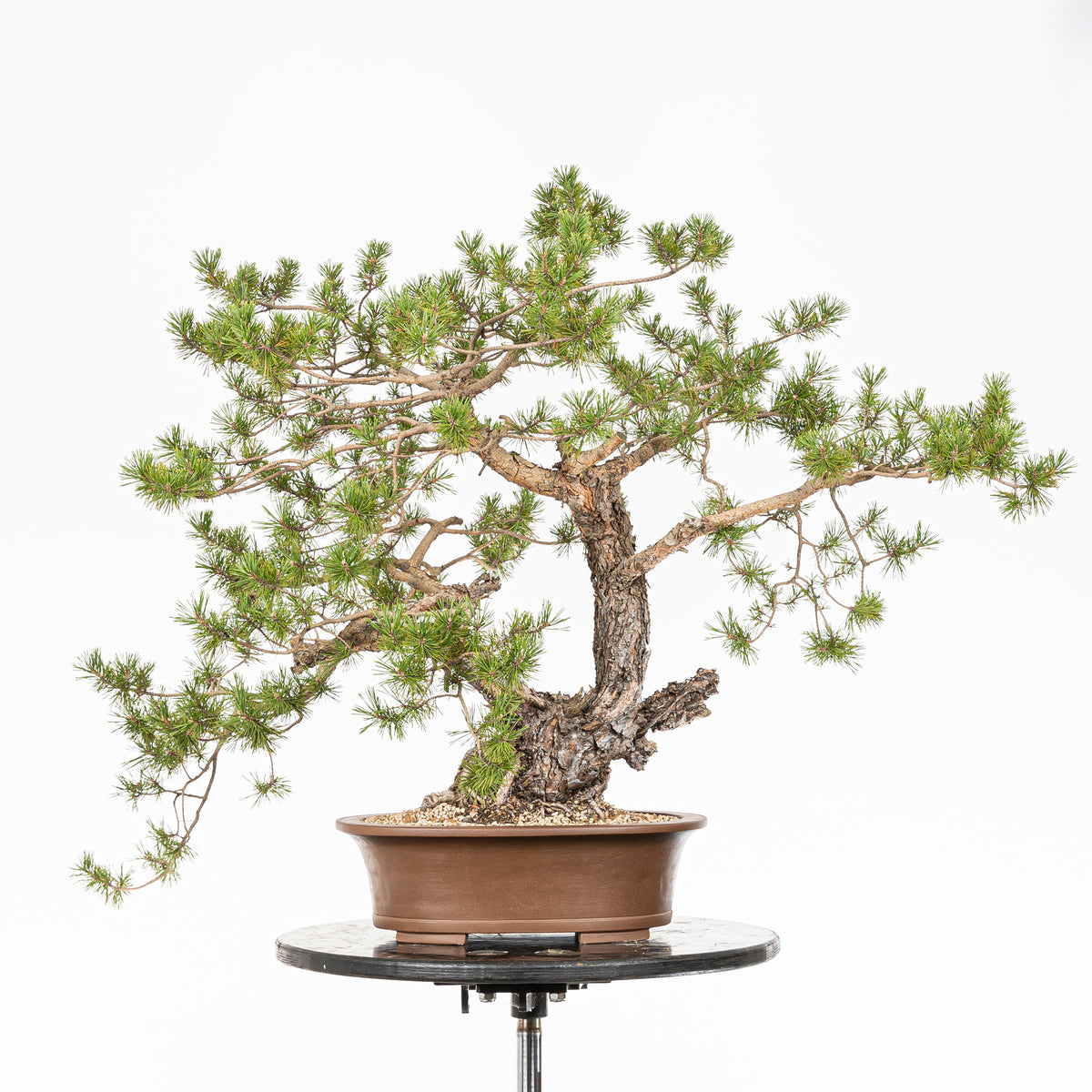 Bonsái - Pino silvestre (Pinus sylvestris) - PS10621