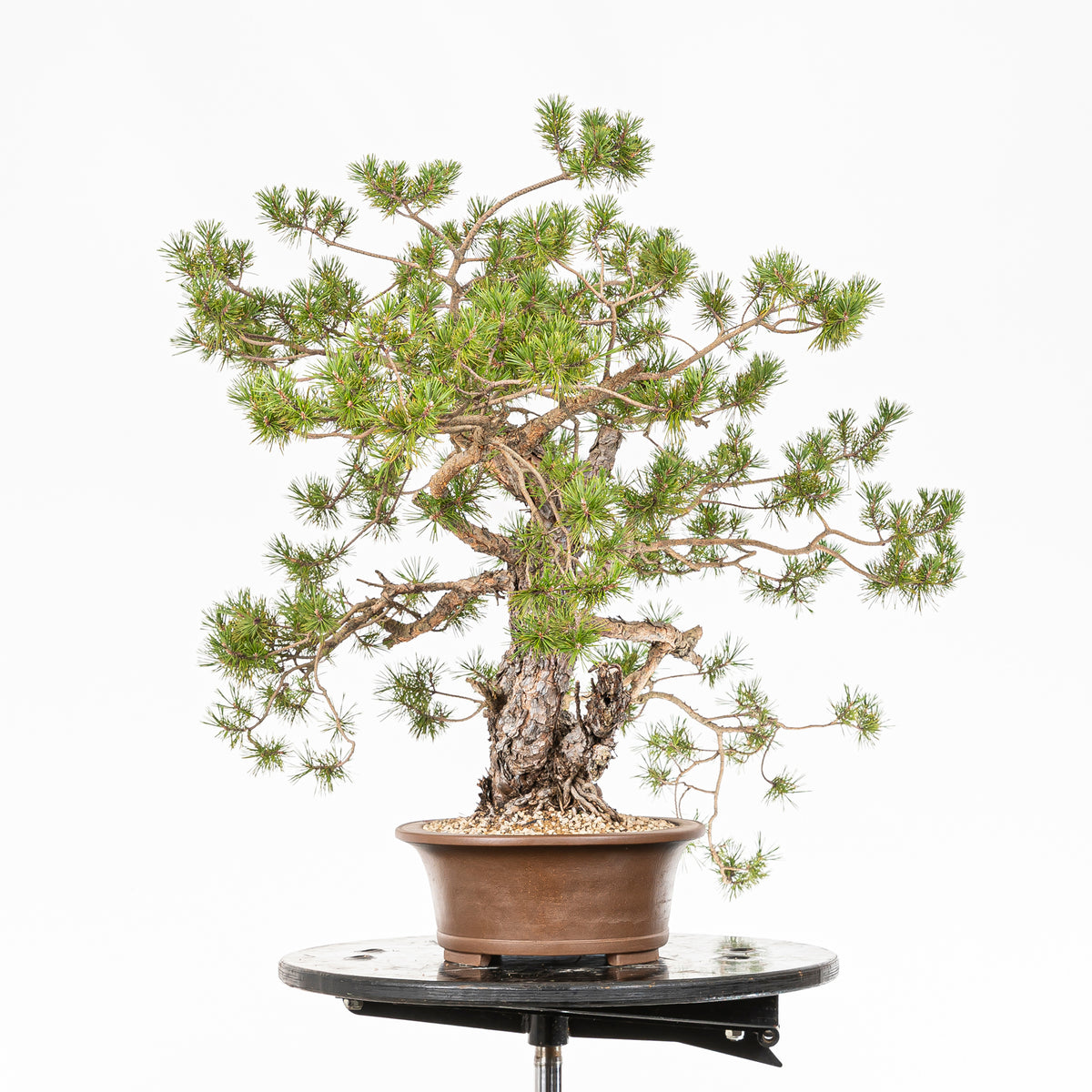 Bonsái - Pino silvestre (Pinus sylvestris) - PS10621