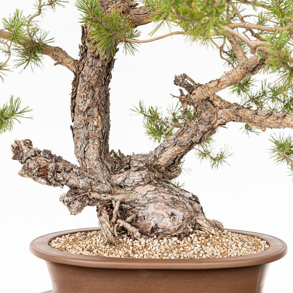 Bonsái - Pino silvestre (Pinus sylvestris) - PS10621