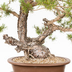 Bonsái - Pino silvestre (Pinus sylvestris) - PS10621