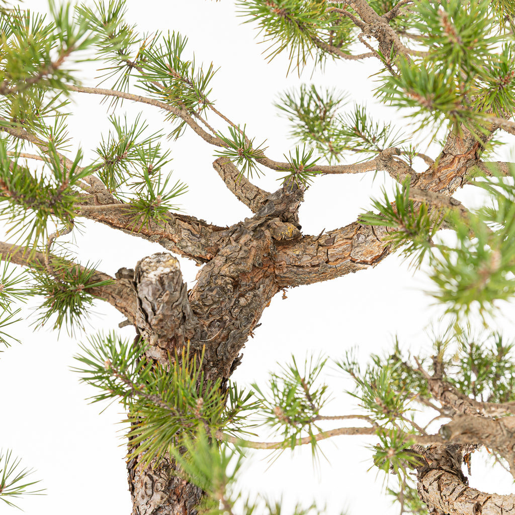 Bonsái - Pino silvestre (Pinus sylvestris) - PS10621