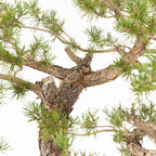 Bonsái - Pino silvestre (Pinus sylvestris) - PS10621