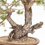 Bonsái - Pino silvestre (Pinus sylvestris) - PS10621
