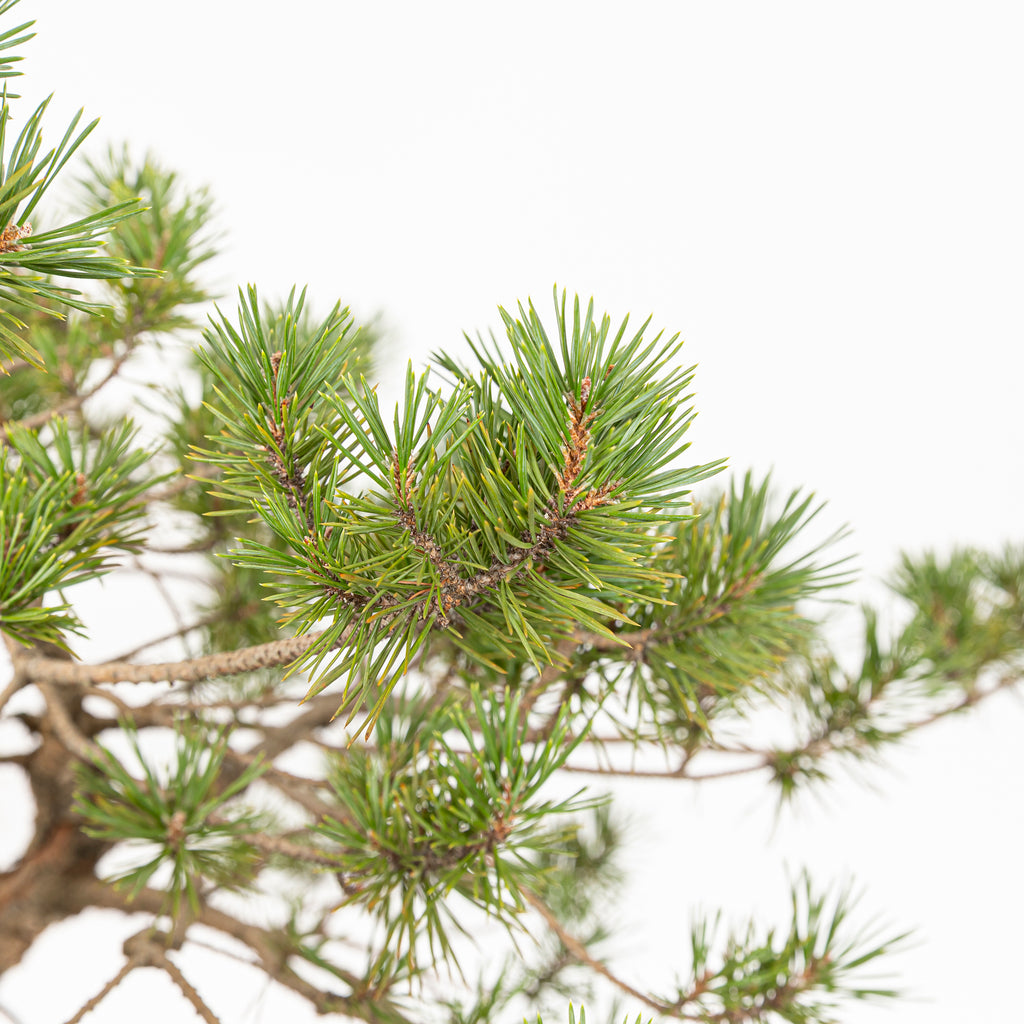 Bonsái - Pino silvestre (Pinus sylvestris) - PS10621