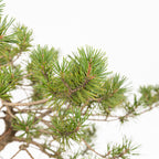 Bonsái - Pino silvestre (Pinus sylvestris) - PS10621