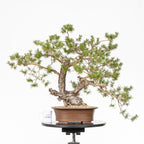 Bonsái - Pino silvestre (Pinus sylvestris) - PS10621