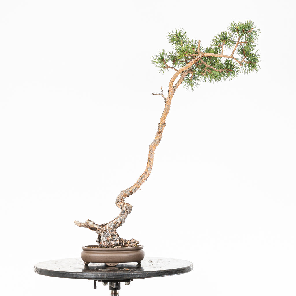 Bonsái - Pino silvestre (Pinus sylvestris) - PS10622