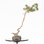 Bonsái - Pino silvestre (Pinus sylvestris) - PS10622