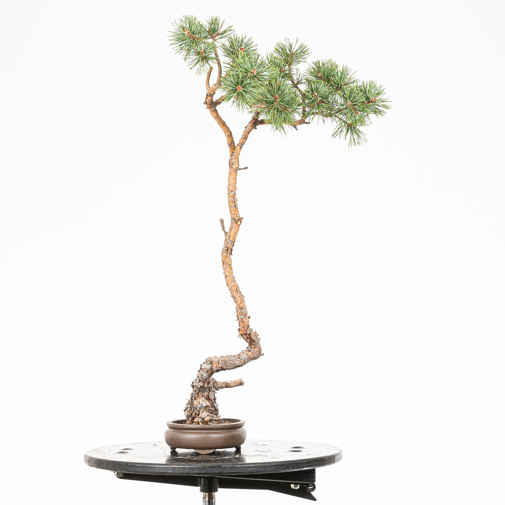 Bonsái - Pino silvestre (Pinus sylvestris) - PS10622