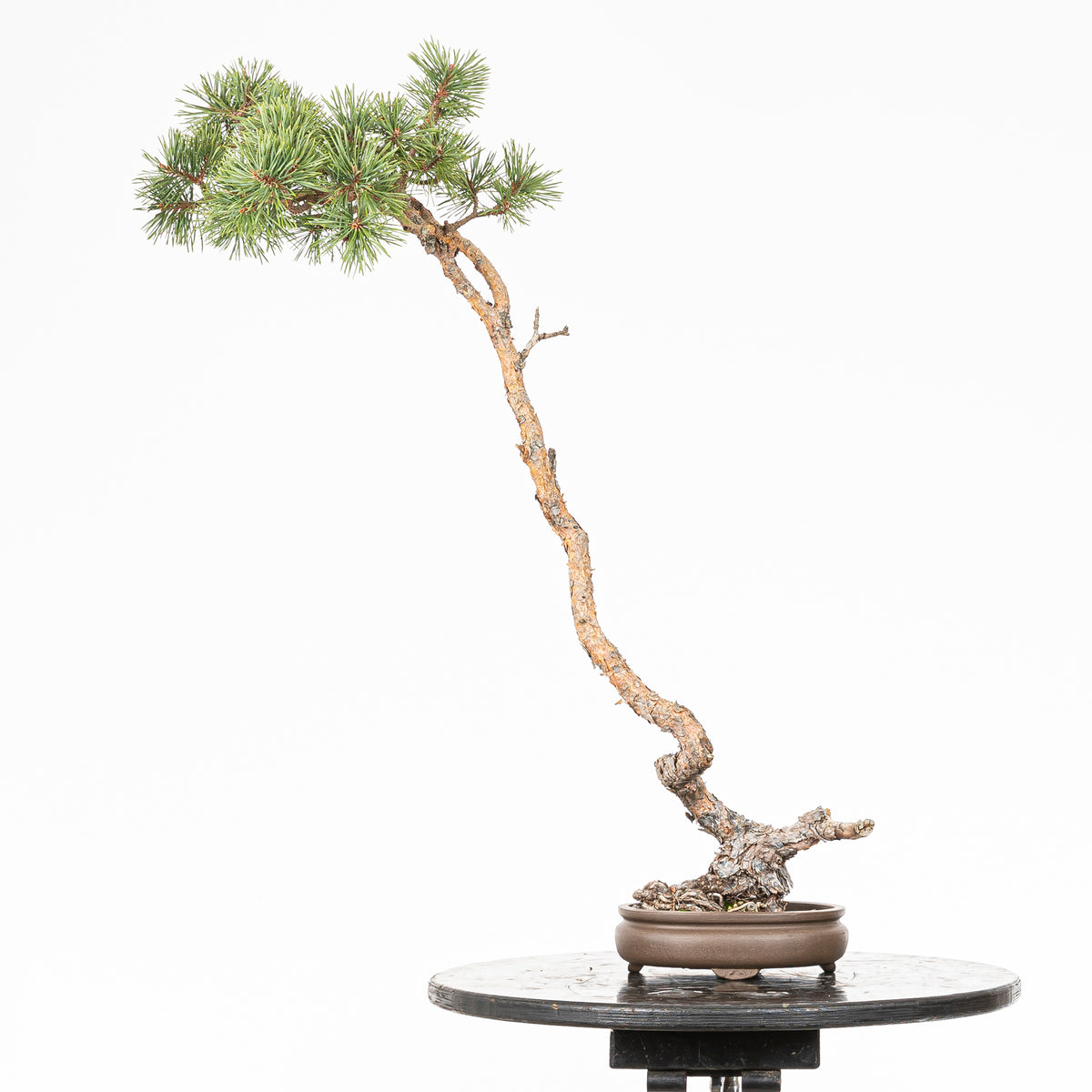 Bonsái - Pino silvestre (Pinus sylvestris) - PS10622