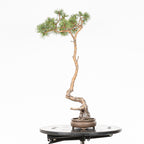 Bonsái - Pino silvestre (Pinus sylvestris) - PS10622