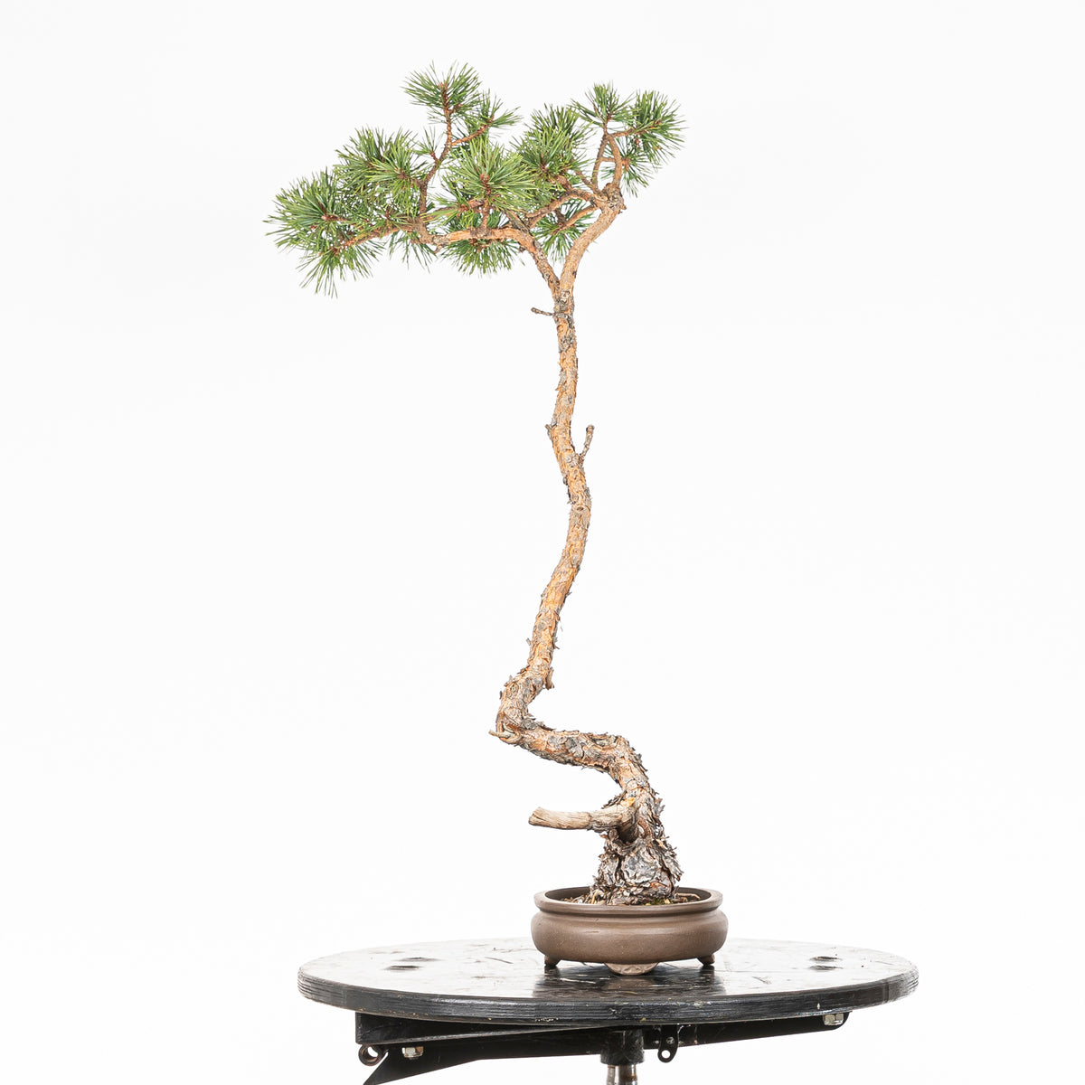 Bonsái - Pino silvestre (Pinus sylvestris) - PS10622