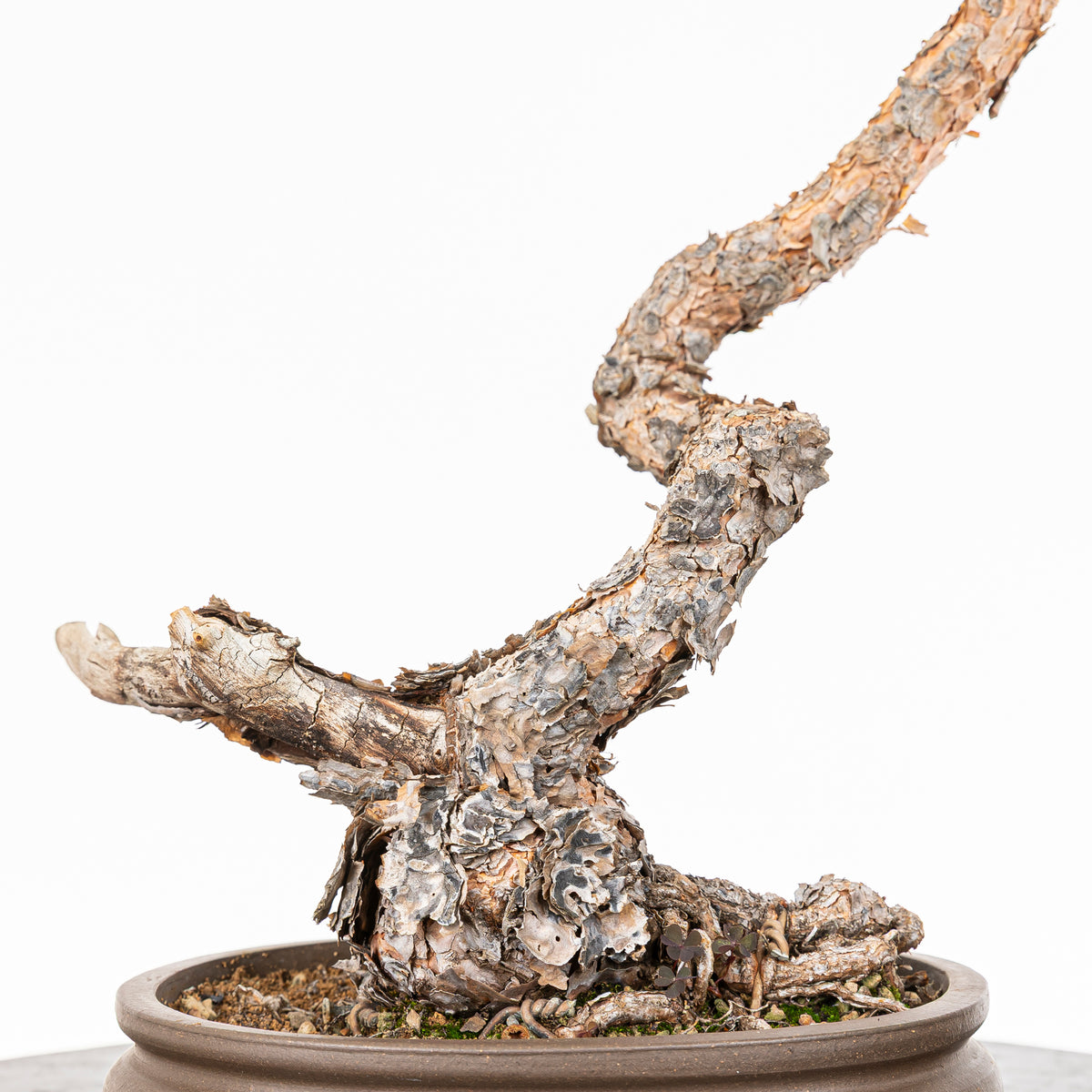 Bonsái - Pino silvestre (Pinus sylvestris) - PS10622