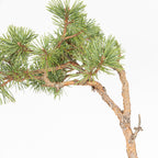 Bonsái - Pino silvestre (Pinus sylvestris) - PS10622