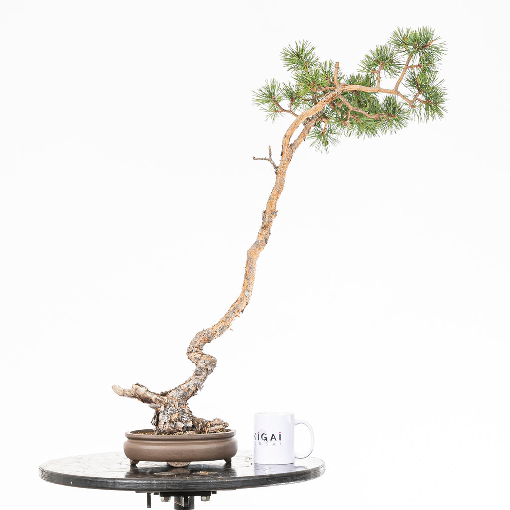 Bonsái - Pino silvestre (Pinus sylvestris) - PS10622