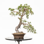 Bonsái - Pino silvestre (Pinus sylvestris) - PS10625