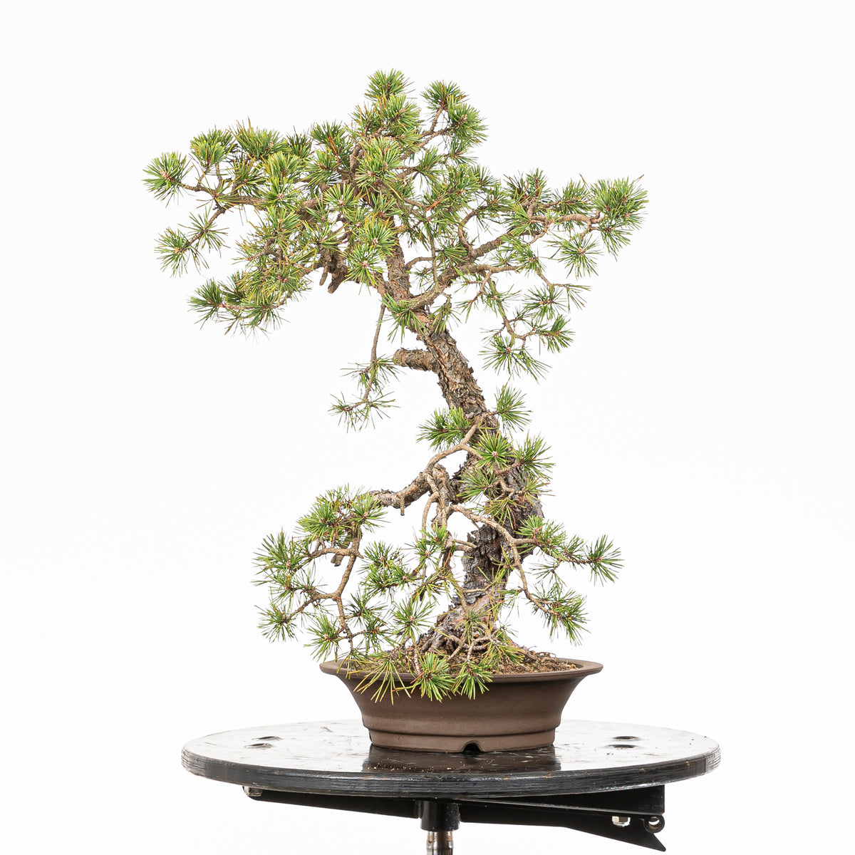 Bonsái - Pino silvestre (Pinus sylvestris) - PS10625