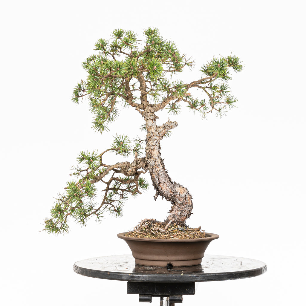 Bonsái - Pino silvestre (Pinus sylvestris) - PS10625