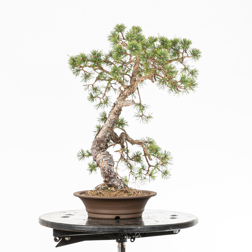 Bonsái - Pino silvestre (Pinus sylvestris) - PS10625