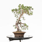Bonsái - Pino silvestre (Pinus sylvestris) - PS10625