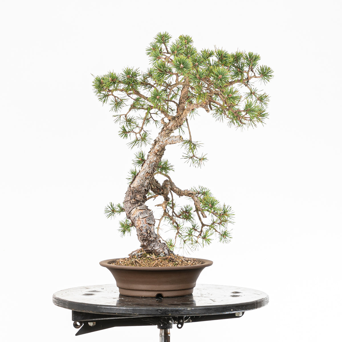 Bonsái - Pino silvestre (Pinus sylvestris) - PS10625