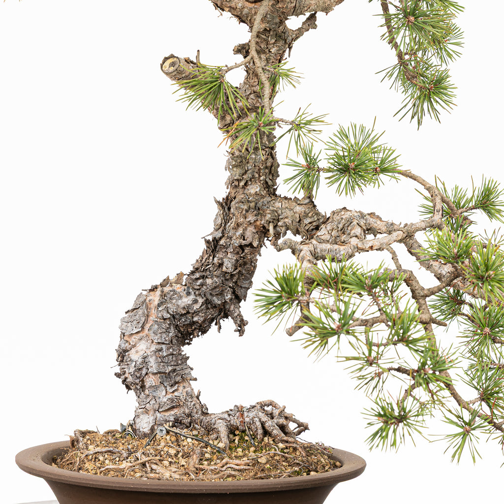 Bonsái - Pino silvestre (Pinus sylvestris) - PS10625