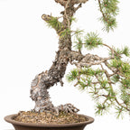 Bonsái - Pino silvestre (Pinus sylvestris) - PS10625
