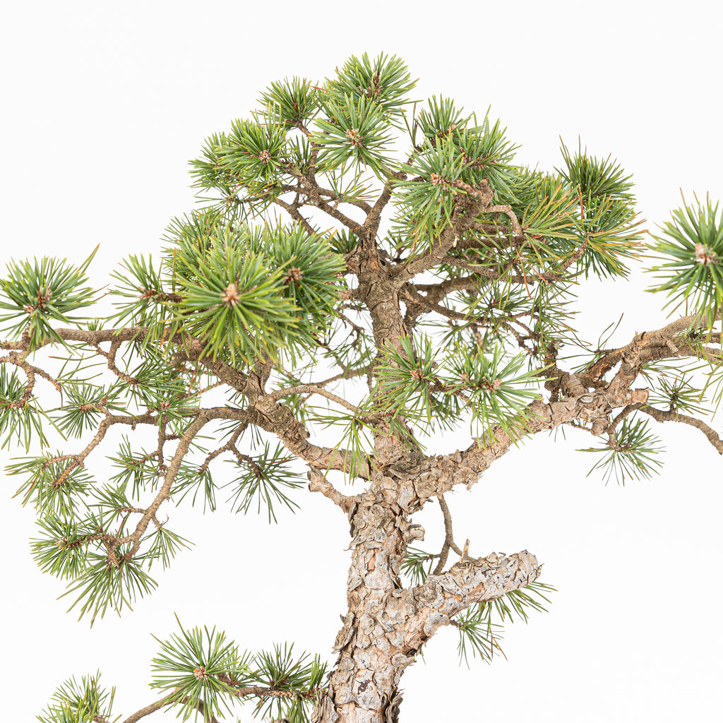 Bonsái - Pino silvestre (Pinus sylvestris) - PS10625