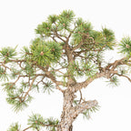 Bonsái - Pino silvestre (Pinus sylvestris) - PS10625