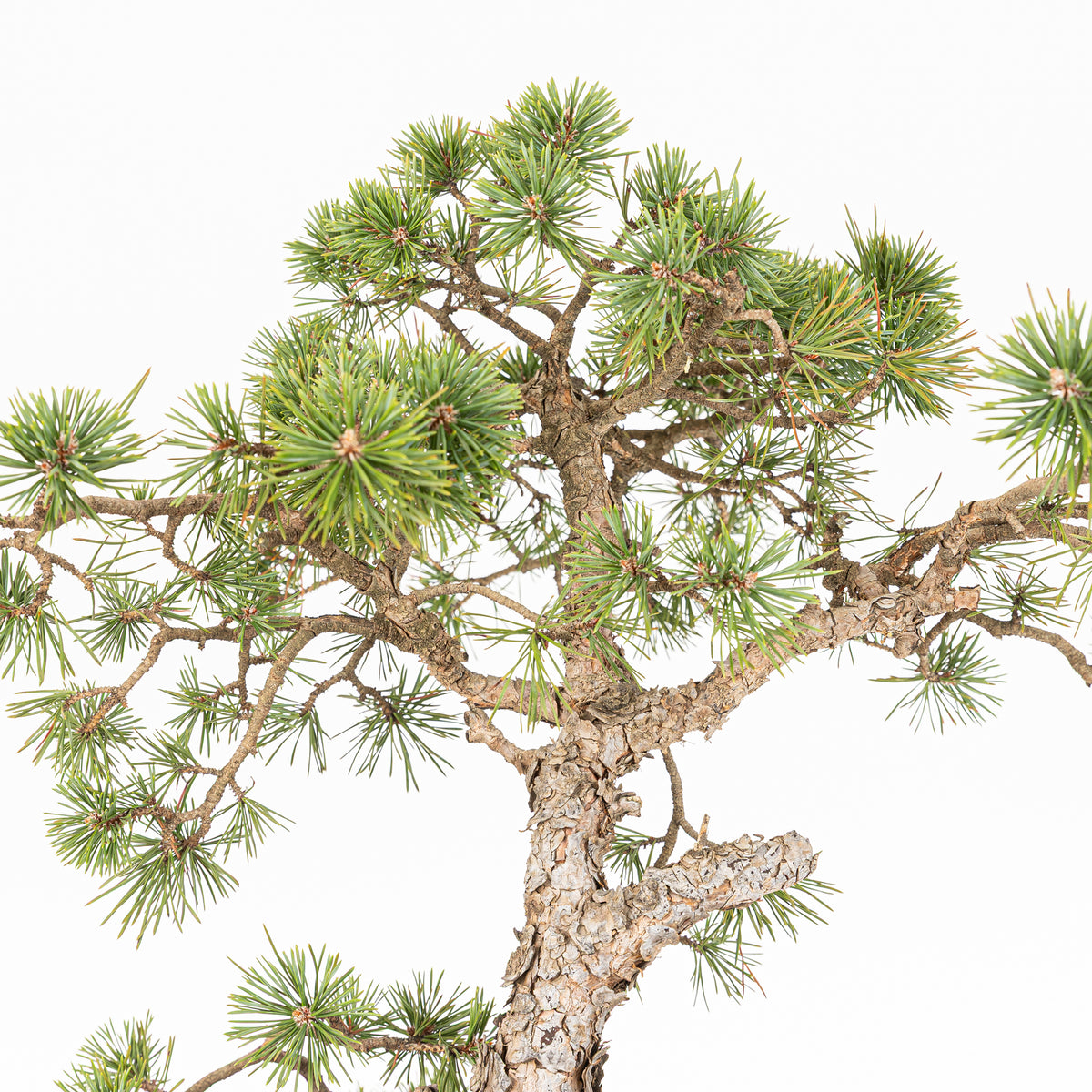 Bonsái - Pino silvestre (Pinus sylvestris) - PS10625