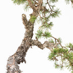 Bonsái - Pino silvestre (Pinus sylvestris) - PS10625