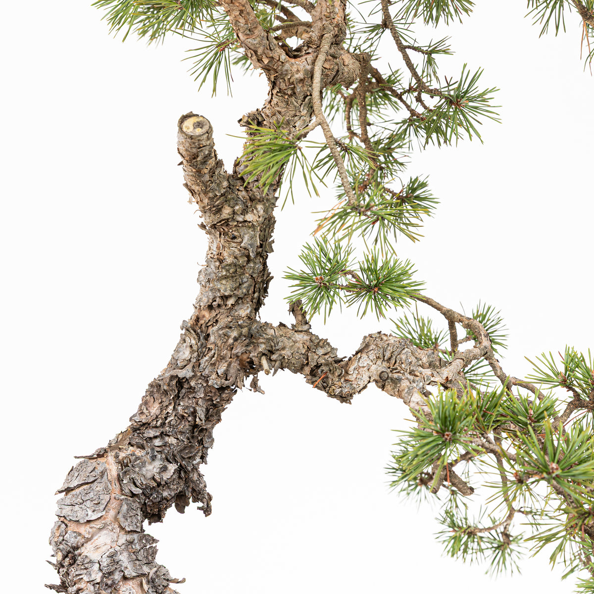 Bonsái - Pino silvestre (Pinus sylvestris) - PS10625