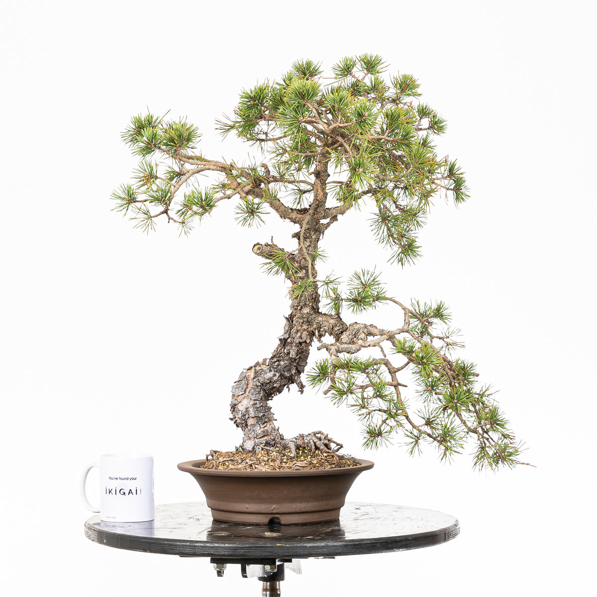 Bonsái - Pino silvestre (Pinus sylvestris) - PS10625