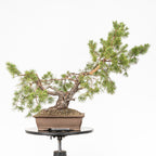 Bonsái - Pino silvestre (Pinus sylvestris) - PS10626